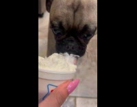 Dog eats whipped cream in a cup