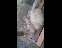 Cat lies down gets crazy finding sound