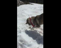 grey husky playing in snow and digging