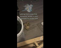 Dog rips apart pee pad at home