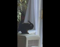 Pet rabbit cleans its ears and licks its paws