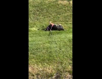 Black dog with leash rolls over grass