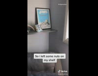 Guy lures squirrel into bedroom with nuts