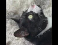 Girl black white cat conversation about dream 