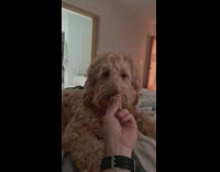 Guy do finger snap dog grab hand