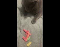 Black cat steals sour patch kids candy 