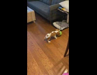 Dog plays with green ball that speaks when it moves