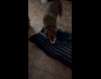 Submitter gives dogs new beds 