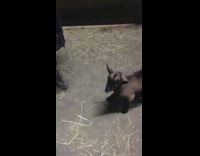 Black baby sheep slips 