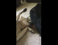 MUSIC White brown dog laying on white carpet slowly petting big black dog 