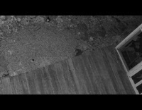 Racoon scavenging at submitters yard at night