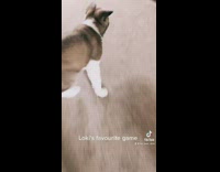 Brown puppy runs around house 