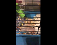 Brown hamster eats food blue cage 