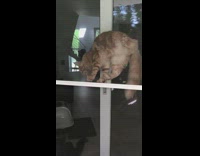 Brown cat jumps down from screen door 