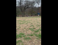 Pet dog run towards the man at the park