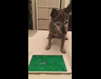 dog trying to catch bug on ipad app