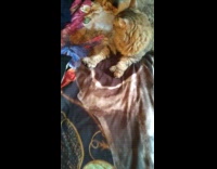 Pet cat with seven toes on its large paws