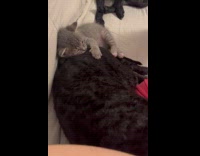 Collab PLC - Gray Kitten lie down on the pet black dog