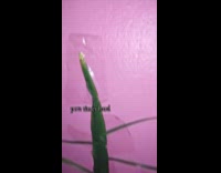 Leaf taped on wall as Christmas tree