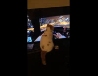 White Cat Sits In Front of Car Driving Video Game Looks Like Driving