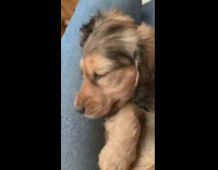 Black sweater girl holds brown dachshund puppy