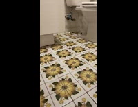 New York bathroom has bunch of cockroaches 