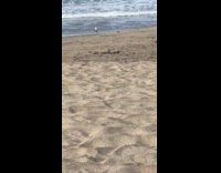 Dog staring at seagull at beach