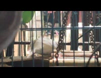 White bird blue cage brown lip flap 