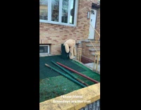 Large teddy bear sticks out of trash 