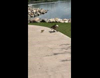 Goose run away from duckling chasing him