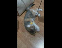 Cat lays on floor and tries to grab stick toy 