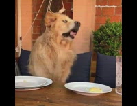 Collab Kale Salad IG - Dog eats cheese makes funny face 