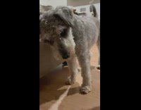 Pet dog chews stopped to look at the camera and continues