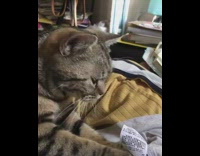 Cat kneads girl inside out grey shirt