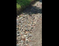 Brown bird eggs on rocks loud chirp