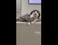 Little boy grabs cat and rolls back onto couch