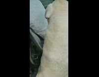 White dog car ride with owner car sick