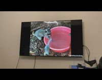 Cat watch random videos of daily dose of internet 