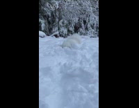 White samoyed dog walks through deep snow