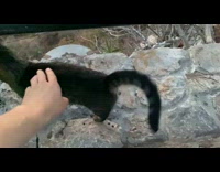 Submitter meets stray cat during hike 