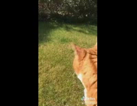 Large fat orange cat sits walks grass 