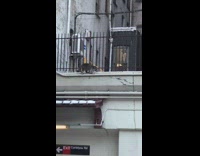 Collab Subway Creatures - Raccoon walks by train station black gate