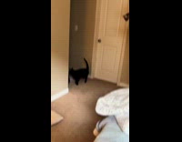 Couple introduces kitten to older cat