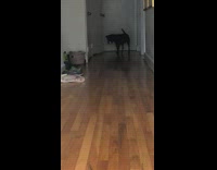 Dog play soccer kick green ball floor