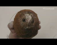 Guy cracks open brown coconut mold inside 