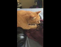 Orange cat on bed kneads red towel 