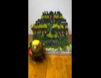 Parrot collects feathers owner turned in artwork