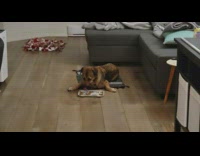Dog eats food with its paws on the side