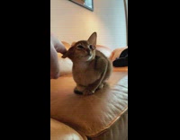 Owner uses fingers plays with big cat ears