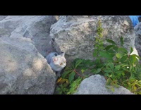 Grey cat tries to catch flying pt. 2
